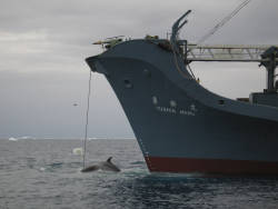 Japan leave IWC to resume commercial whaling