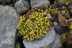 Antarctic pearlwort