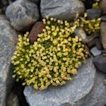 Antarctic pearlwort
