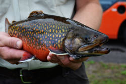 Seneca Nation awarded funding for sacred fish conservation in Ohio River tributary