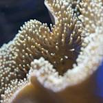 Coral reef restoration in the Gulf of Eilat