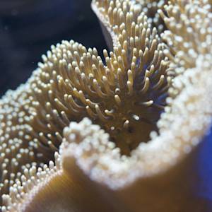 Coral reef restoration in the Gulf of Eilat
