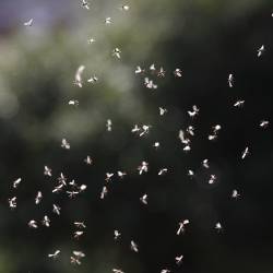Insect Swarms 