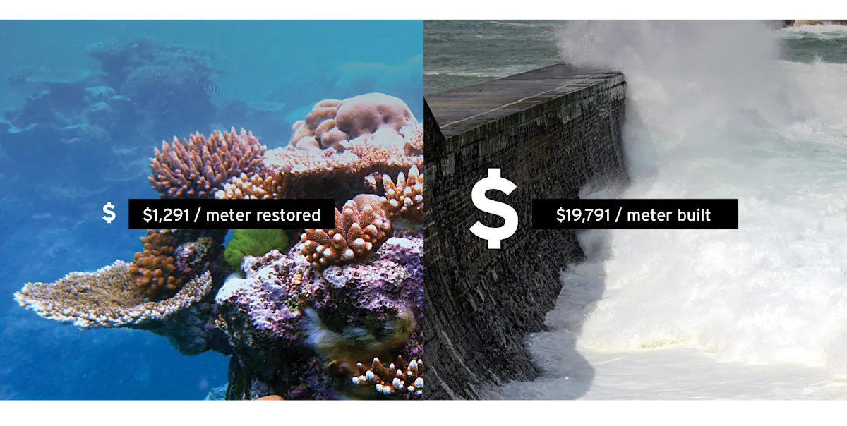 2021 Coasts & Wetlands images - coral reef vs seawall