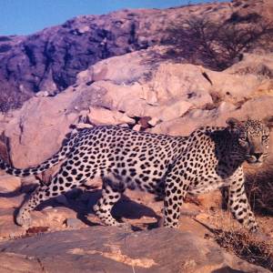 Arabian leopard