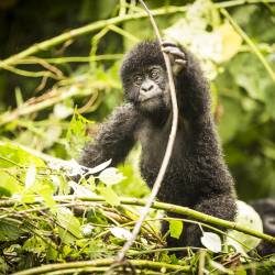 Two Reintroduced Gorillas Breed in the Wild