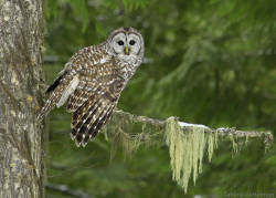 Barred Owl