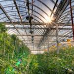 World's largest rooftop greenhouse in Montreal
