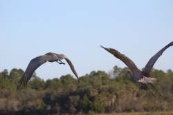 Climate change threatens sandhill cranes