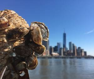 Restoration of Hudson River's oysters