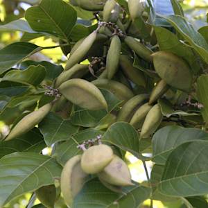 Protein, Oil, and Restoration with Pongamia