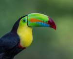 Keel-billed toucan