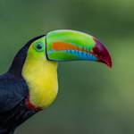 Keel-billed toucan