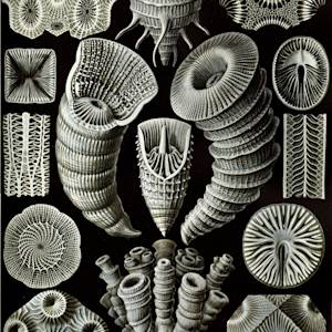 2nd Mass Extinction, Late Devonian