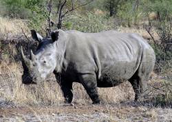 Southern white rhino conservation success