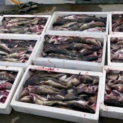 Maine cod stocks at 1%