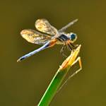 Butterflies And Dragonflies Gone