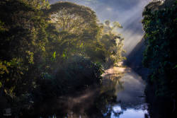 Atlantic Forest Restoration Pact shows regeneration promise