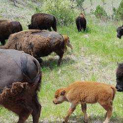 InterTribal Bison Cooperative forms