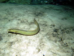 Discovery of endemic eel species calls for urgent conservation of wetlands