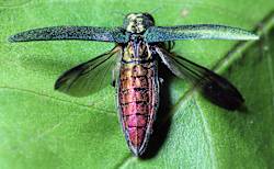 Invasive Ash Borer Threatens Traditional Basketmaking