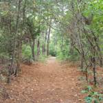 Traveling Through The Small Woods