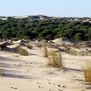 Invaluable wetlands in Spain's Coto Doñana National Park