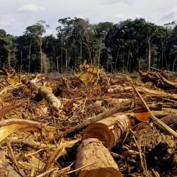 Drug Trafficking Causes  Deforestation