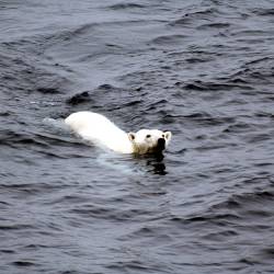 Drowning Bears, Al Gore