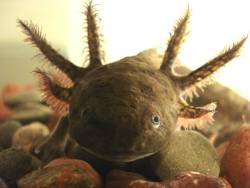 Eyes of the axolotls