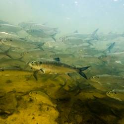 The Magnuson-Stevens Fishery Conservation and Management Act