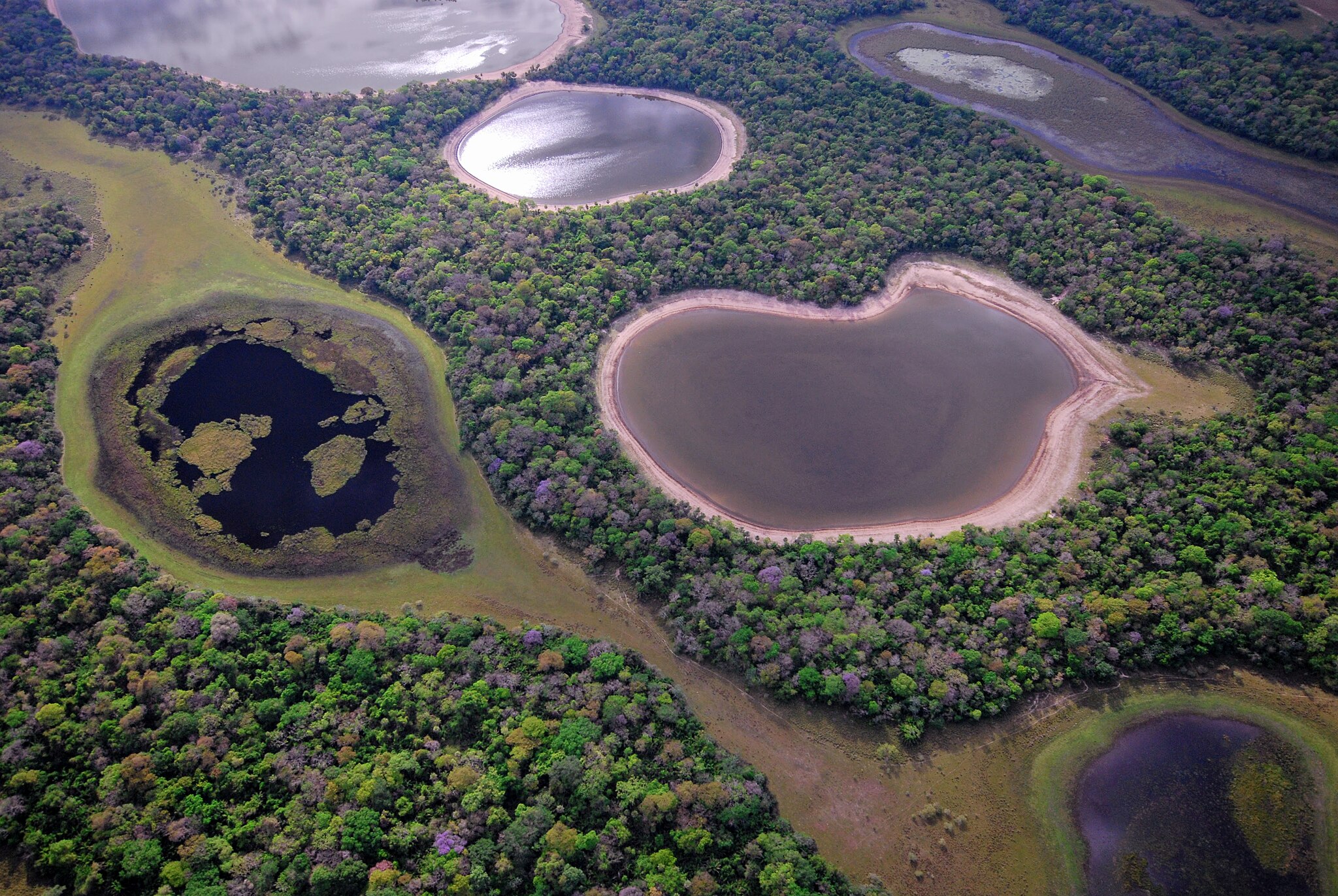 What is missing? | The Pantanal