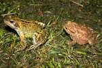 I Miss The Frogs And The Toads.