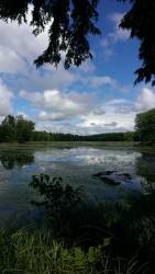 First mature sturgeons found in Oneida Lake