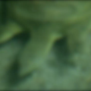 Chinese Soft Shell Turtle