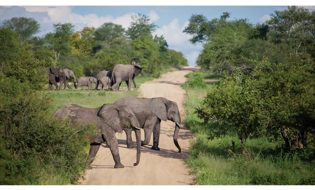 Forest Elephants