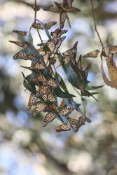 Migratory monarch butterfly listed as endangered