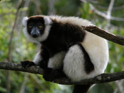 Madagascar's lemurs critically threatened