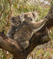 30% of koalas killed in NSW mid-north coast fires