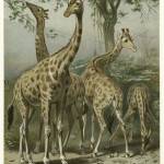 Giraffes