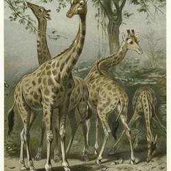 Many beautiful giraffes, Marco Polo