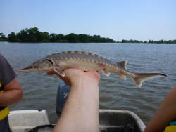 Lake sturgeon may be spawning in Georgia for first time in 50 years