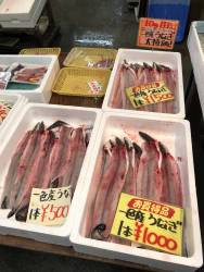 Japan’s disappearing eel