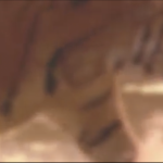 The Tiger