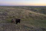 The American Prairie