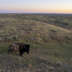 Huge expansion for American Prairie Reserve