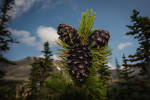 Whitebark pine