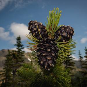Whitebark pine