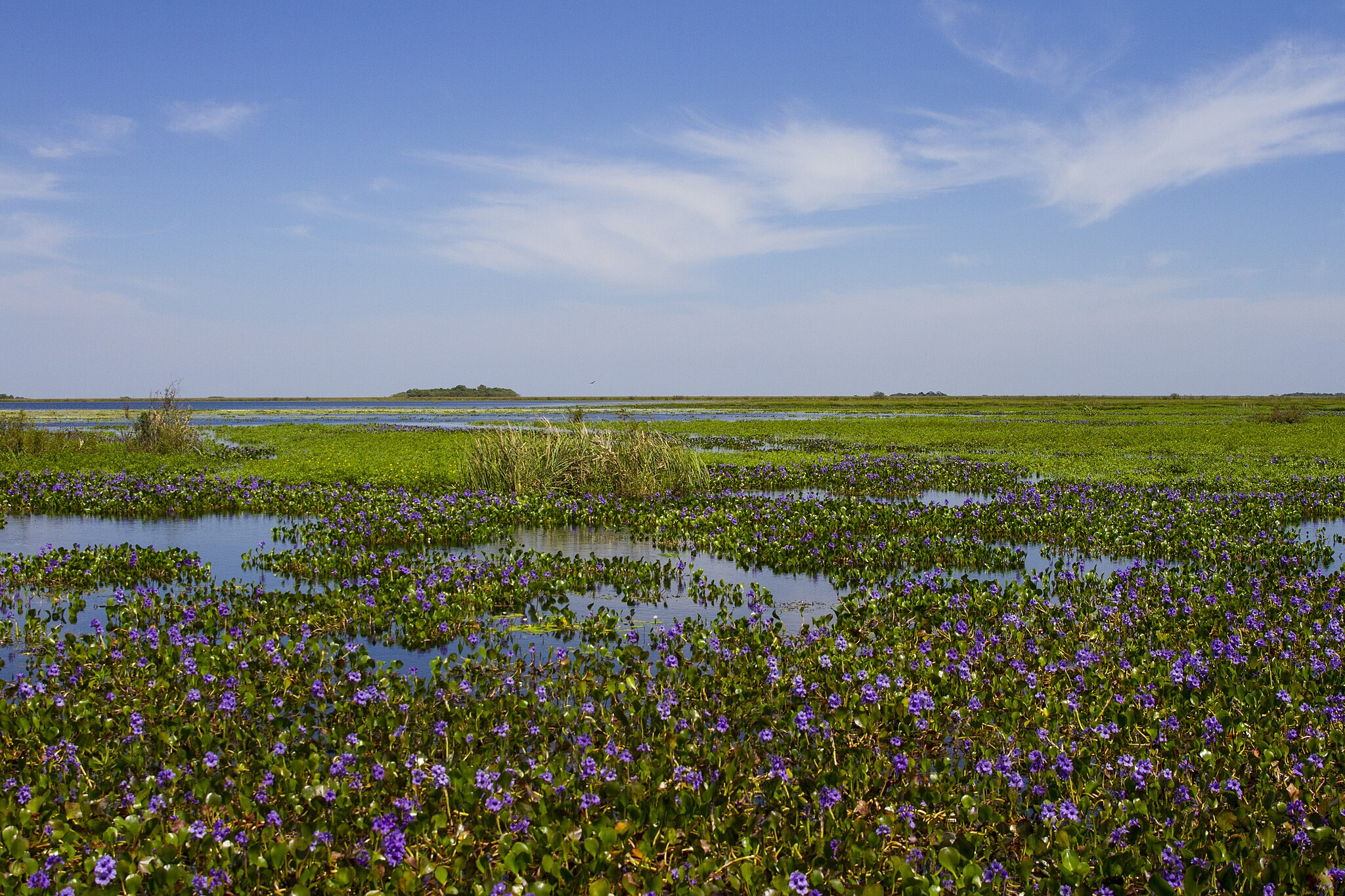What Is Missing Iberá Wetlands
