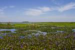 Iberá Wetlands